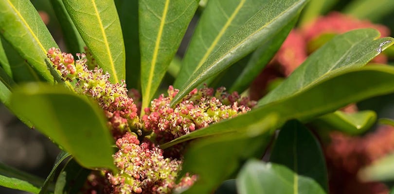 Bayberry (Myrica Cerifera)