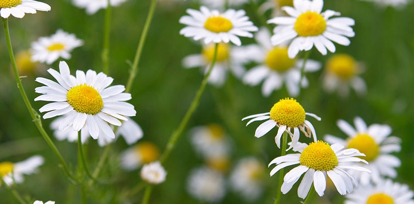 German Chamomile