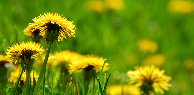 Dandelion (Taraxacum Officinale)