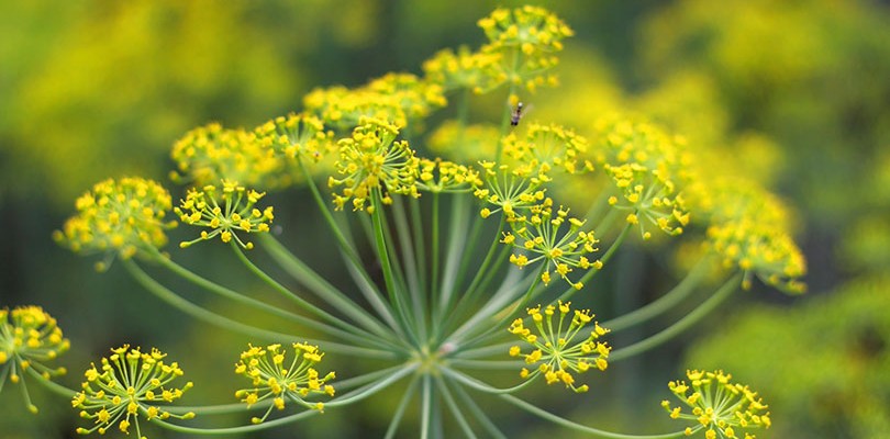 Fennel (Foeniculum Vulgare)