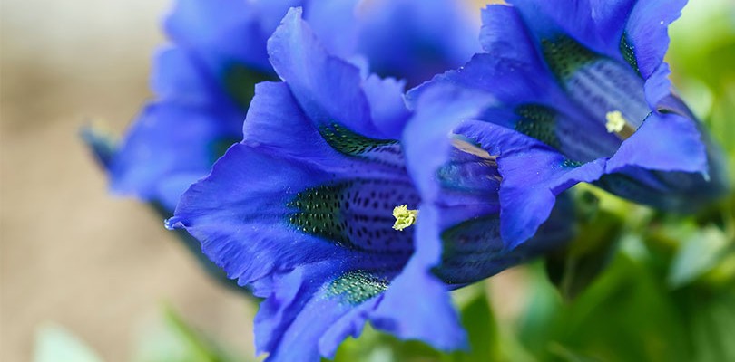 Gentian (Gentiana Lutea)