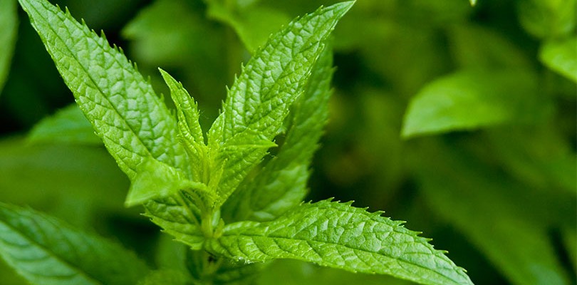 Peppermint (Mentha Piperita)