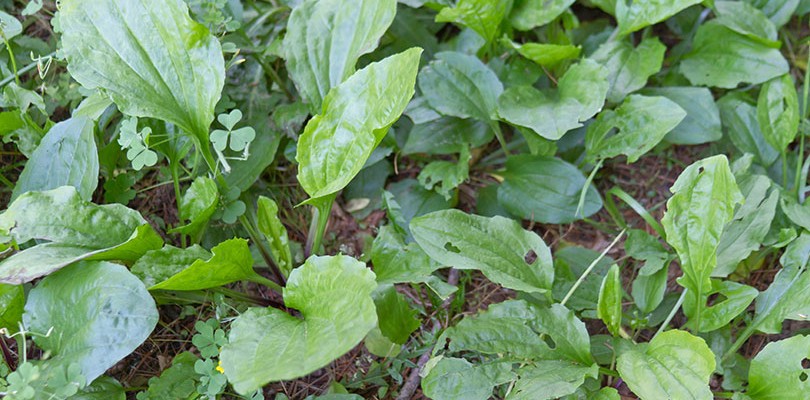 Plantain (Plantago Major)