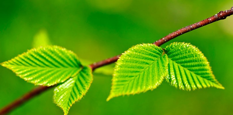 Slippery Elm (Ulmus Rubra)